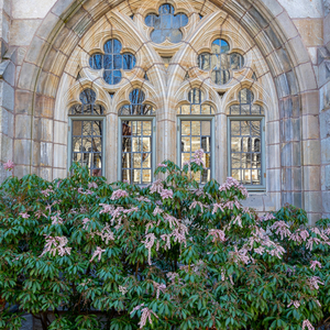 Intricate gothic windows in spring