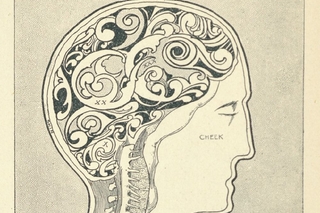 brain of Aubrey Beardsley drawing